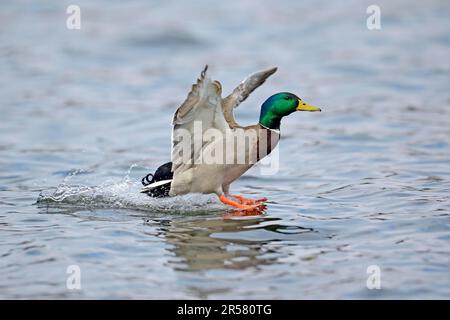 Mallard (Anas platyrhynchos), Männlich, drake, Landung auf dem Wasser, Berlin, Deutschland Stockfoto