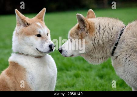 Akita-Inus Stockfoto