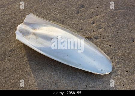 Gemeiner Tintenfisch (Sepia officinalis), Tintenfisch, Belgien Stockfoto