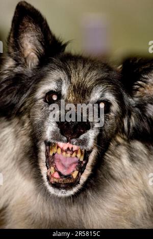 Belgischer Hirte, Alter Hund, Mecheler, Malinois Stockfoto