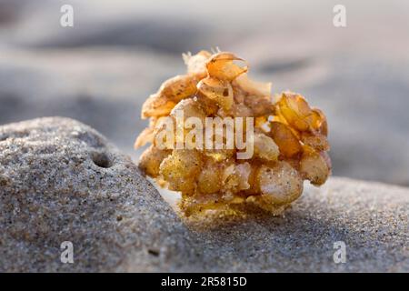 Seewelke (Buccinum undatum), Eierkiste, Belgien Stockfoto