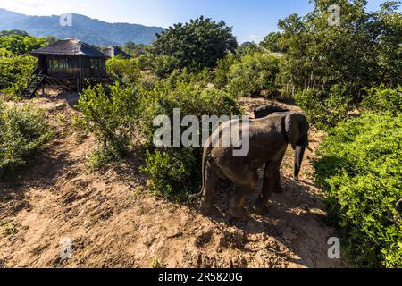 Auf dem Gelände der Kutchire Lodge, die sich im Nationalpark befindet, haben alle wilden Tiere freien Zugang. Durch die großen Fenster der Chalets in der Kutchire Lodge haben Sie einen Blick auf die Tiere von allen Seiten. Liwonde-Nationalpark, Malawi Stockfoto