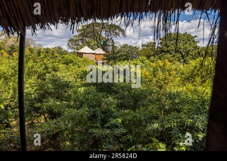 Blick von einem Baumhaus zum anderen. Zwischen vielen Büschen. Elefanten werden von den Grünflächen rund um die Kutchire Lodge angezogen. In den Baumhäusern der Kutchire Lodge sind Sie in der Nähe der Big Five Tag und Nacht. Nationalpark Malawi Liwonde Stockfoto