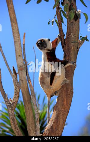 Coquerel's sifaka (Propithecus verreauxi coquereli), Madagaskar Stockfoto