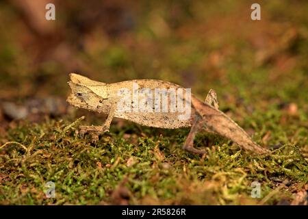 Hornblatt-Chamäleon (Brookesia superciliaris), Madagaskar Stockfoto