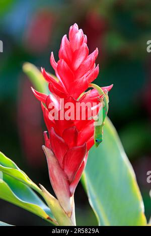 Goldstaubtag Gecko, Nosy Be, Madagaskar (Phelsuma laticauda laticauda) Stockfoto