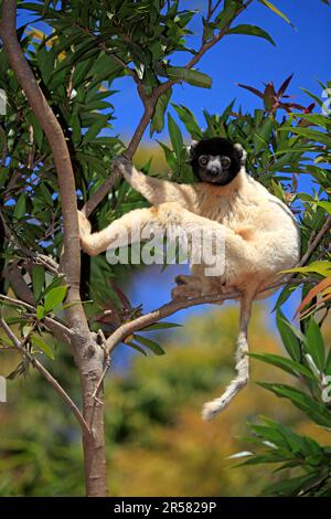 Sifaka-Krone, Madagaskar (Propithecus verreauxi coronatus) Stockfoto