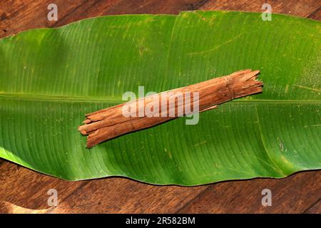 Zimt auf Bananenblatt, neugieriger echter Zimtbaum (Cinnamomum verum), Madagaskar Stockfoto