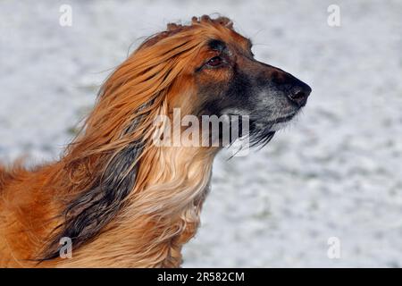 Afghanischer Hund, Männlich, Afghanisch Stockfoto