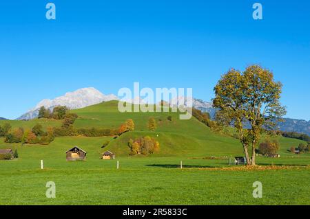 Blick über Weiden in der Nähe von Saalfelden bis zum Leoganger Steinberge in Pinzgau im Salzbuerger Land, Österreich Stockfoto