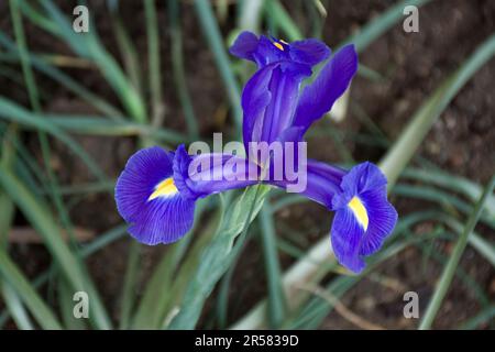 Nahaufnahme einer romantischen holländischen Iris, Blue Star, die im Frühling blüht Stockfoto