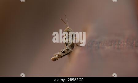Grashüpfer auf braunem Hintergrund. Makrofotografie von Insekten. Stockfoto