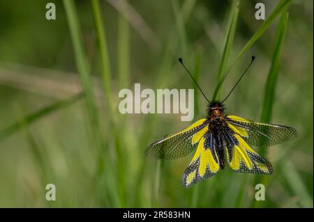 Nahaufnahme von wilden Libelloides coccajus mit gelben Flügeln und schwarzen Antennen auf dünnem Stiel in der Natur vor verschwommenem Hintergrund. Stockfoto