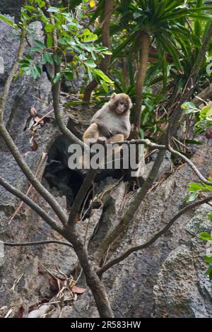 Affe. Halong-Bucht. Vietnam Stockfoto