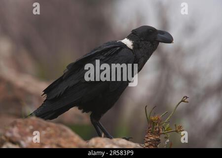 Afrikanischer Weißer-Hals-Rabe (Corvus albicollis), Naturschutzgebiet Giant's Castle, Drakensberg, KwaZulu-Natal, Südafrika Stockfoto