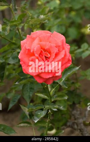 Nahaufnahme einer attraktiven lachsrosa Rosenblume, die im Frühling blüht Stockfoto