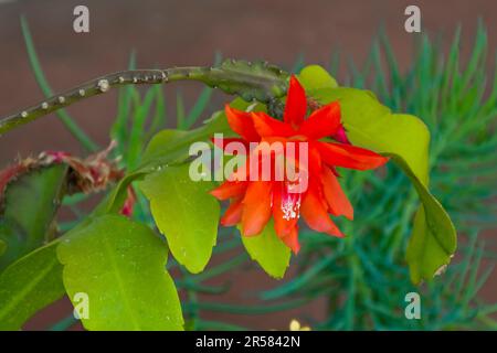 Nahaufnahme einer Orangensaftblüte im Frühling Stockfoto