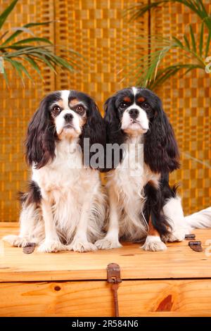 Cavalier King Charles Spaniel, paar, Tricolor Stockfoto