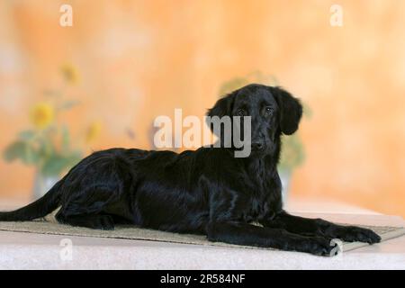 Flat Coated Retriever, 5 Monate Stockfoto