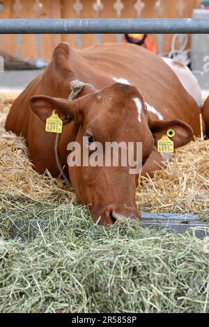 Milchkuh Schweizer Fleckvieh Stockfoto