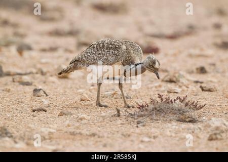 Houbara Bustard (Chlamydotis undulata fuertaventurae) Fuerteventura, Spanien Stockfoto