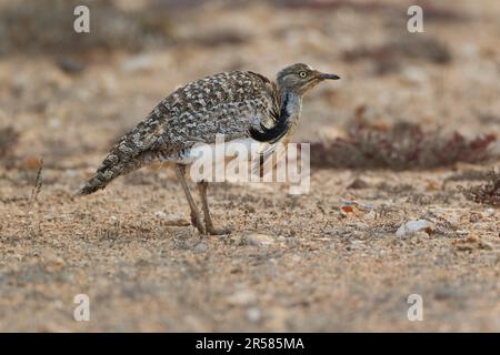 Houbara Bustard (Chlamydotis undulata fuertaventurae) Fuerteventura, Spanien Stockfoto