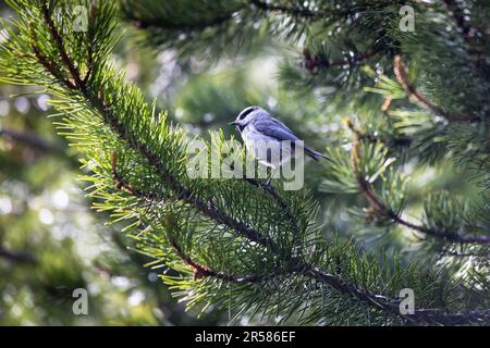 Ein Berghuhn, das von einem immergrünen Baum entlang des Jenny Lake Loop schaut. Grand Teton Nationalpark, Wyoming Stockfoto