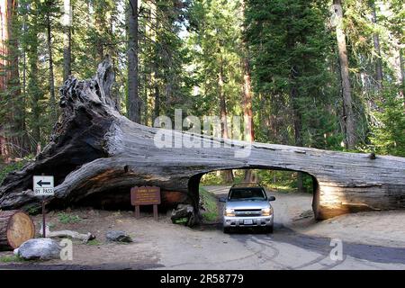 Tunnelprotokoll. Sequoia-Nationalpark. kalifornien. Vereinigte Staaten von Amerika Stockfoto