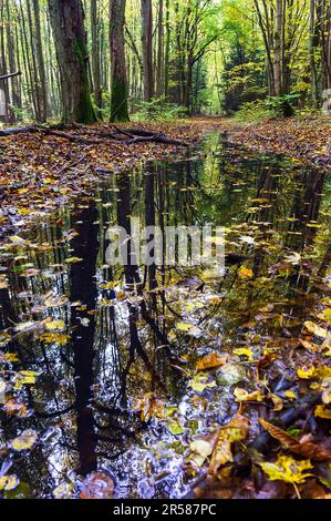 Herbstwald. Gelbe und rote Blätter auf Bäumen im Herbst. Eine Waldstraße. Herbst im Park. Stockfoto