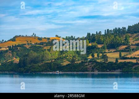 Wiesen am Canal Dalcahue, Chiloe Island, Chile Stockfoto