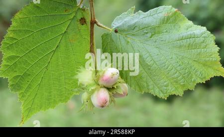 Gewöhnlicher Haselbaum mit jungen Nüssen im Freien Stockfoto