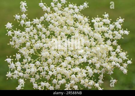 Weiße Blüten auf schwarzem Holunderstrauch Sambucus nigra Nahaufnahme Stockfoto