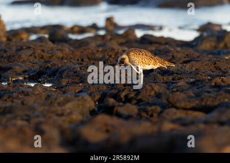 Ein eurasischer Wimbrel (Numenius phaeopus), der im Morgenlicht forscht. Stockfoto