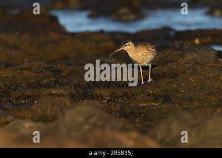 Ein eurasischer Wimbrel (Numenius phaeopus), der im Morgenlicht forscht. Stockfoto