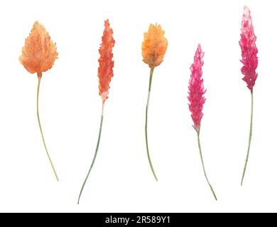 Eine Reihe von Pflanzen und Blumen in Aquarellfarben, Designelemente zur Illustration isoliert auf weißem Hintergrund. Sammlung getrockneter Blumen für Textil, Tapeten Stockfoto