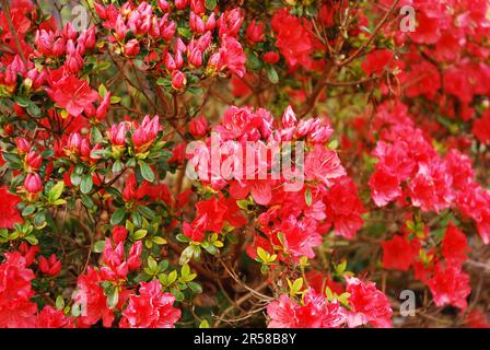 Rhododendron japonicum, auch bekannt als japanische Azalea, ist ein Zierstrauch. Die Pflanze hat dekorative rote Blumen. Stockfoto