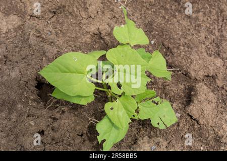 Junge Bohnenpflanze mit beschädigten Blättern durch Schädlinge oder Raupen an einem sonnigen Frühlingstag auf dem Feld. Landwirtschaftskonzept Stockfoto