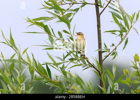 Nahaufnahme eines singenden Reed Warbler, Acrocephalus schoenobaenus, der im Frühling auf einem Weidenzweig zwischen jungen grünen Blättern steht Stockfoto