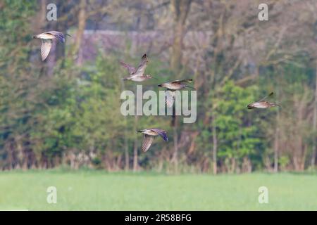 Nahaufnahme eines Fluges des flachen Whimbrels, Numenius arquata, im Frühling vor dem Hintergrund eines unscharfen Waldes Stockfoto