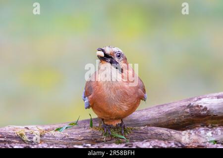 Nahaufnahme eines prächtigen bunten Gefiebers Jay, Garrulus glandarius, der auf einer modrigen Oberfläche vor einem leicht verschwommenen Hintergrund steht Stockfoto