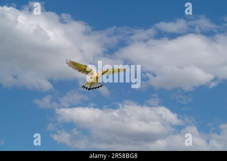 Nahaufnahme eines aufsteigenden und jagenden Kestrel, Falco tinnunculus, vor dem Hintergrund des blauen Himmels mit Cumuluswolken Stockfoto