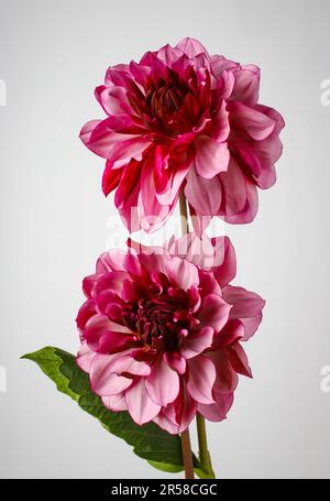 Zwei Wunderschöne Lila Rosa Dahlias Stockfoto