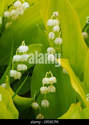 Duftende weiße Glockenblumen und gelbes Laub der Lilien des Tals, Convallaria majalis „Goldenes Jubiläum“ Stockfoto