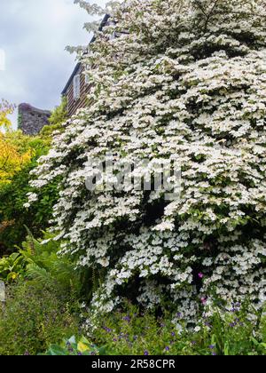 Abgeflachte Schnürsenkel des im Frühsommer blühenden Strauchs Viburnum plicatum var. Tomentosum Stockfoto