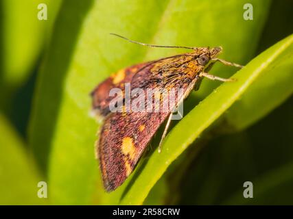 Rote und goldene, am Tag fliegende Minzmotte, Pyrausta aurata, ruht in einem britischen Garten Stockfoto