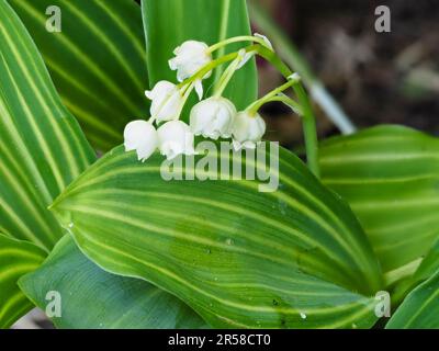 Duftende weiße Glockenblumen und gelb gestreiftes Blattwerk der Lilien des Tals, Convallaria majalis „Albostriata“ Stockfoto