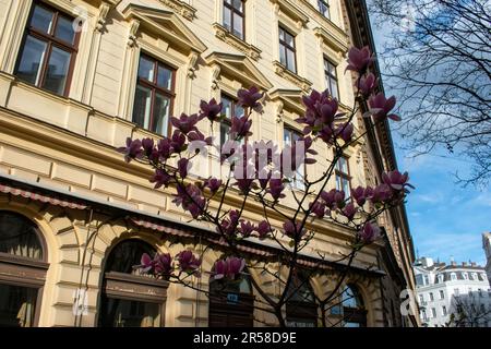 wien, österreich - 01. April 2023 vor dem Coffee Shop, einem traditionellen Wiener Coffee Shop. Abends Stockfoto