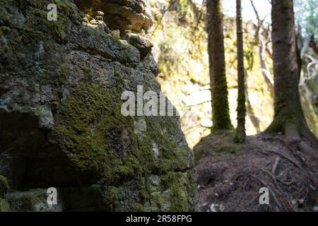 Mooswachstum in der Kalksteinhöhle im Pine Dock, Manitoba, Kanada Stockfoto