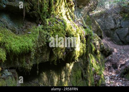 Mooswachstum in der Kalksteinhöhle im Pine Dock, Manitoba, Kanada Stockfoto