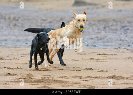 Drei Hunde, die am Strand mit einem Ball spielen Stockfoto